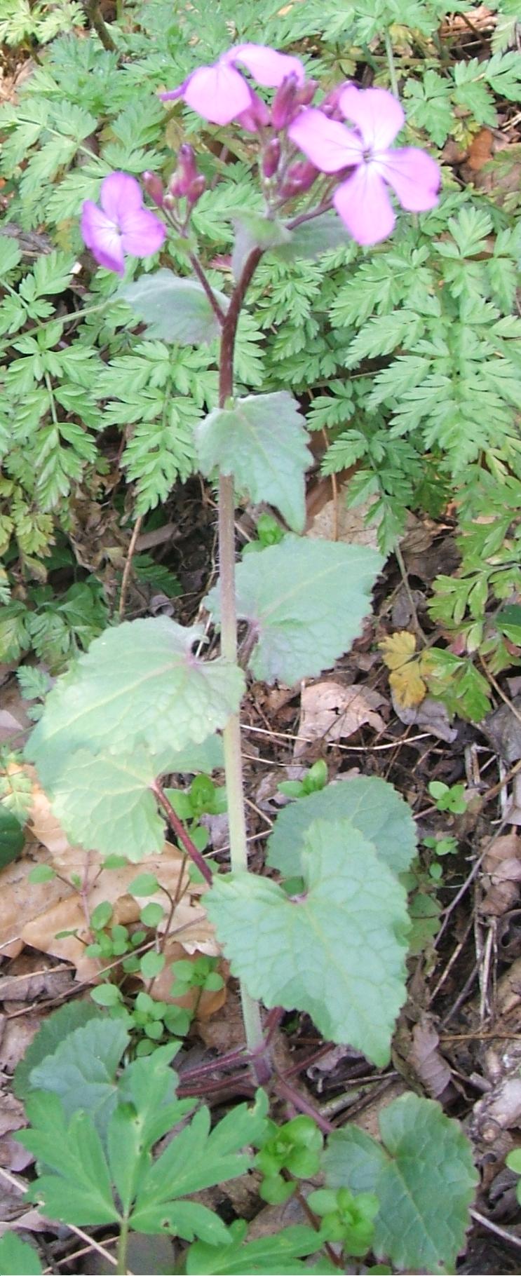 Lunaria annua / Lunaria meridionale